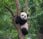 Pandas are beautiful