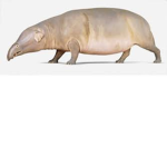 The Hippo-Plant War Clan