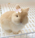Lovely bunnies~