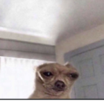 Doggy heh