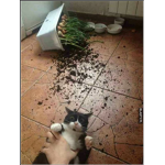 Maja's cats