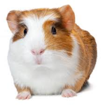 Guinea pig fan room