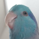 group for bobux