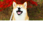 Doges are key O_o