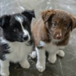 cute pup likers