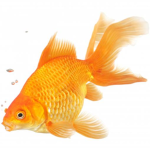 Goldfish Clothing