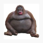 Fat monkey fan club