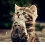 Cats pray as well