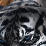 niklisa344 Group Thumbnail
