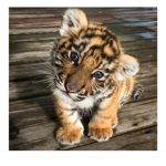 /TigerClub