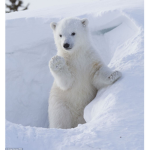 PolarBearSquad