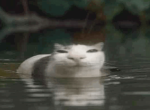 Kitty Games:)