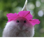 The rouchy rats