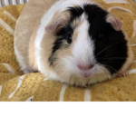 People Who Extremely Love Guinea Pigs!