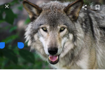 Werwolf servus ist cool