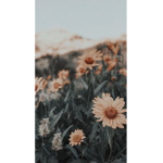 • Aesthetic Garden •