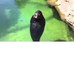 admin game for seals