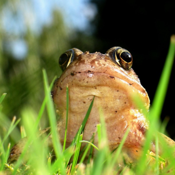 frog observation
