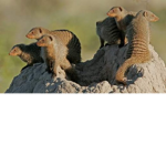 Mongoose party