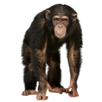 FELLOW MONKEYS!