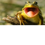The Cool Frogs!