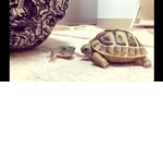 Reptile Fan Team