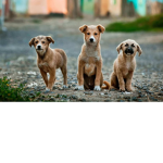 The Love Dog Team