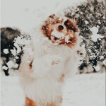 𝐰𝐨𝐧𝐝𝐞𝐫𝐥𝐚𝐧𝐝