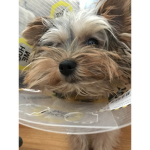 DogNavy