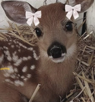 Cutie•Bears Group Thumbnail