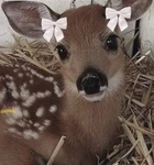 Cutie•Bears Group Thumbnail