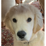 Electro Dog Fan Group