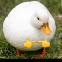 Pls Donate To Ducky Pls help me to get 1k