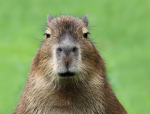 Piper's capybara gang