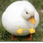 Cult of the Duck