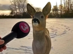 - savs apperal -
