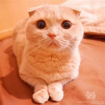 Kawaii_KittyCat Group!