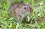 RAT CLUB HAHA