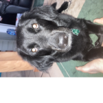 Casper the dog!