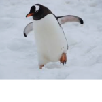 Team pinguinos XD