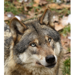 Th3 D1r3 Wolv3s