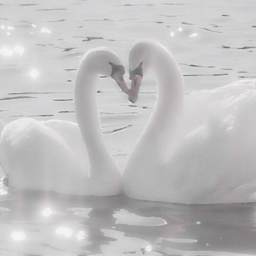 🦢