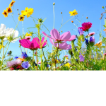 Frühling-Gang