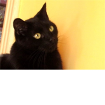 Hommie Chanel