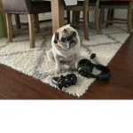 Pug Playz Fan Club