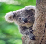 Koala crue