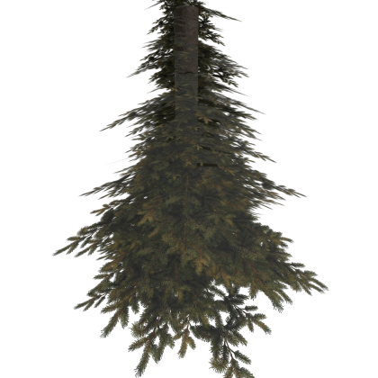 Pine Tree