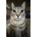 kitty kindle