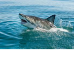 The Friendly Sharks