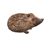 Hedgehog Joey